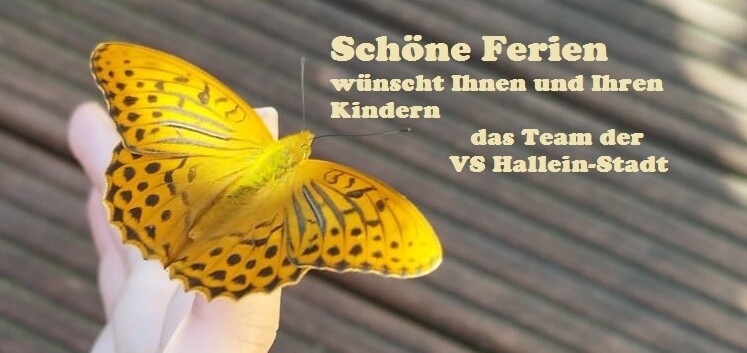 schmetterling und text