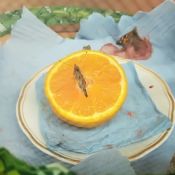 img-20180619-wa0029